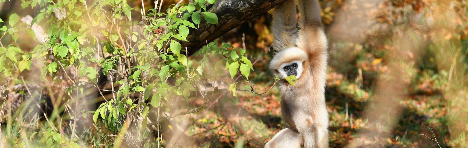 Weißhandgibbon steht im Herbstlaub | © Kerstin Joensson