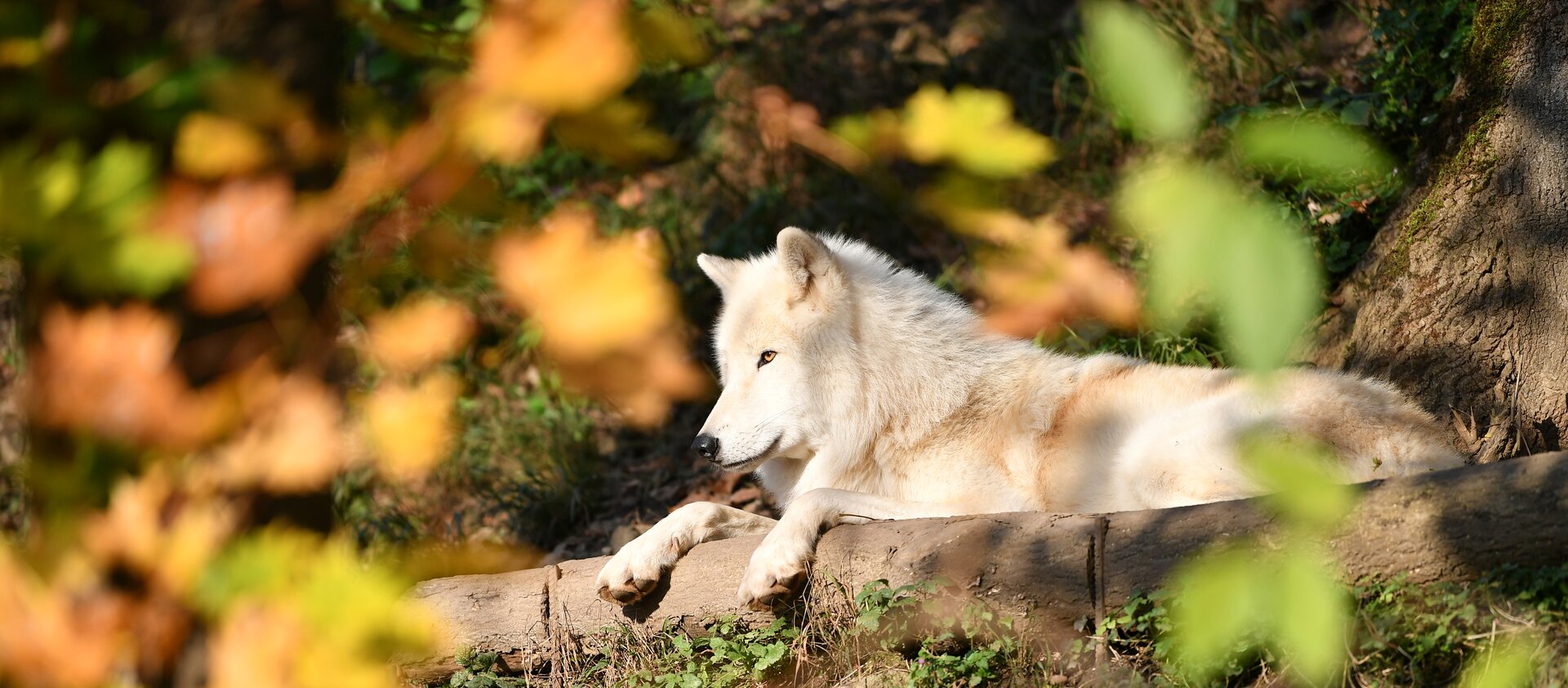 arktischer Wolf liegend im Herbst | © Kerstin Joensson