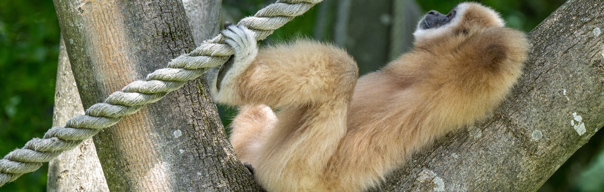 Weißhandgibbon liegt entspannt auf einem Baumstamm | © Kerstin Joensson