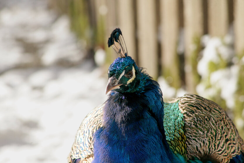 blauer Pfau von vorne | © Zoo Salzburg/Ulrike Ulman