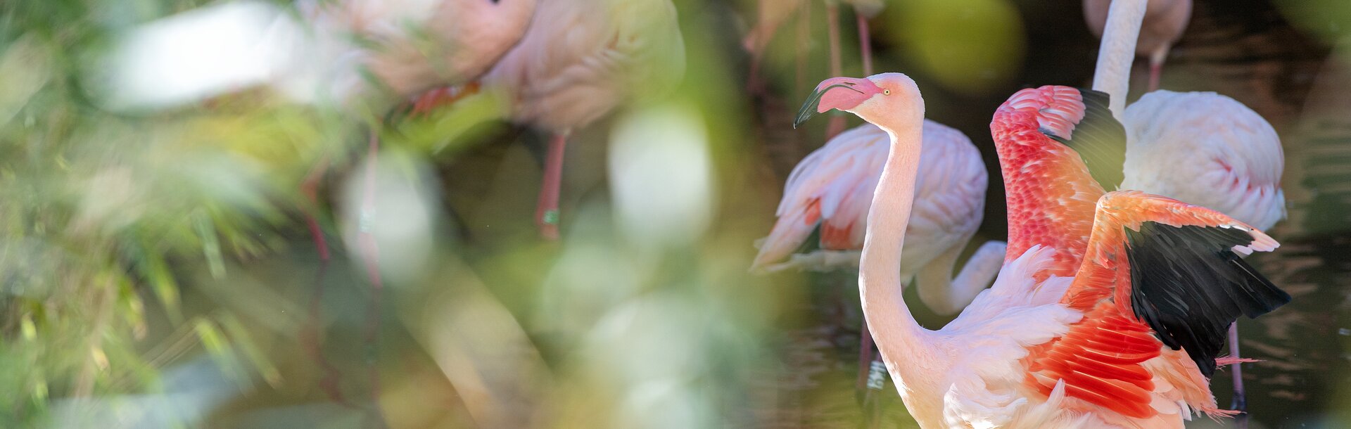 Rosaflamingo schlägt mit seinen Flügeln | © Kerstin Joensson