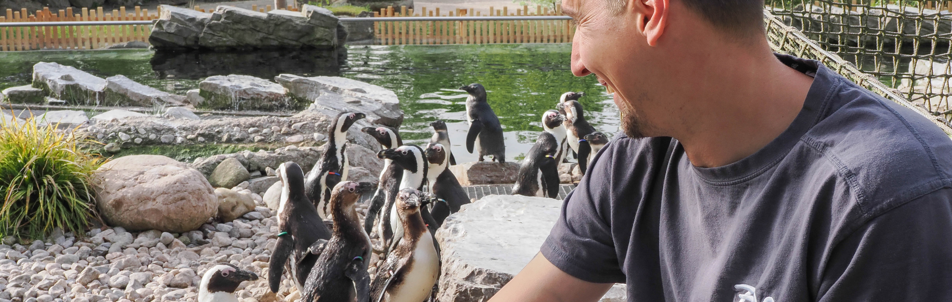 Tierpfleger bei den Brillenpinguinen | © Zoo Salzburg/Angelika Köppl