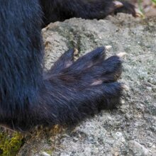 Hinterpfote eines Vielfraß | © Zoo Salzburg/Angelika Köppl