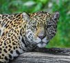 Jaguar liegt auf einem Baumstamm | © Zoo Salzburg/Angelika Köppl