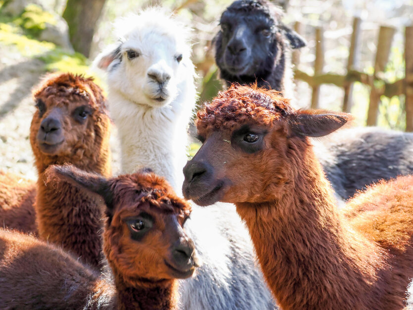 eine Gruppe verschiedenfarbige Alpakas | © Zoo Salzburg/Angelika Köppl