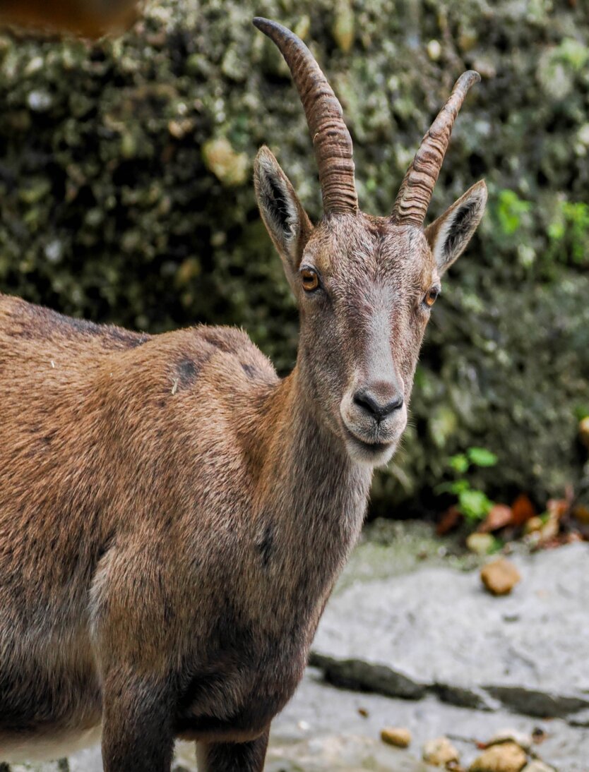 weiblicher Alpensteinbock im Portrait | © Zoo Salzburg/Angelika Köppl