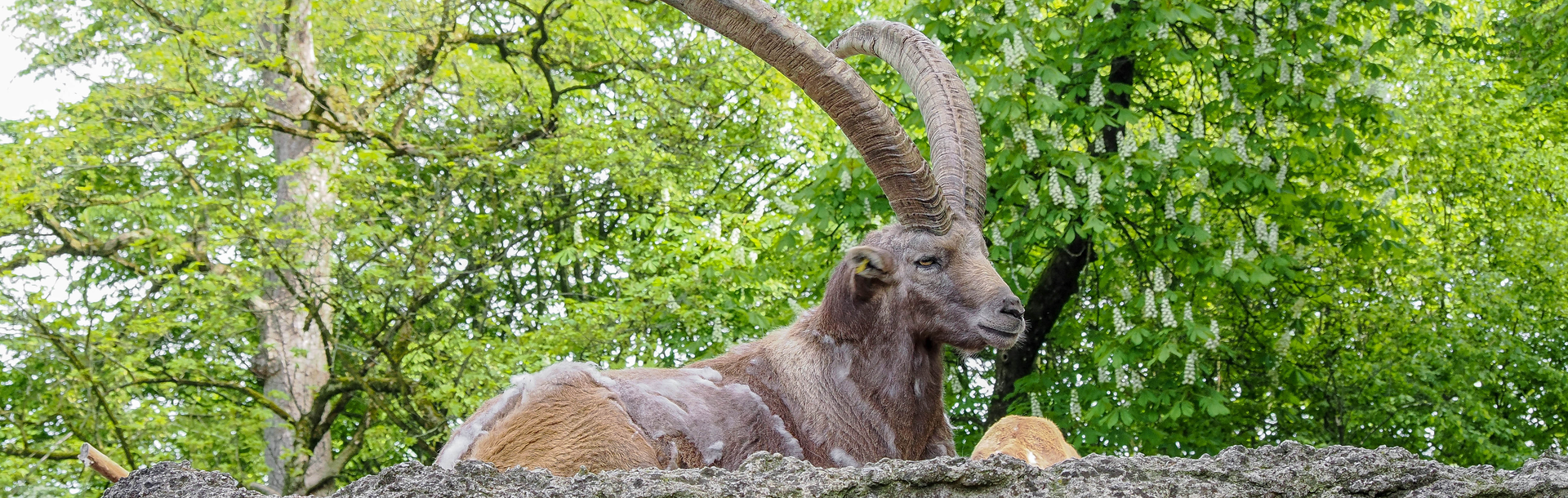 männlicher Alpensteinbock liegt auf Felsen | © Zoo Salzburg/Angelika Köppl