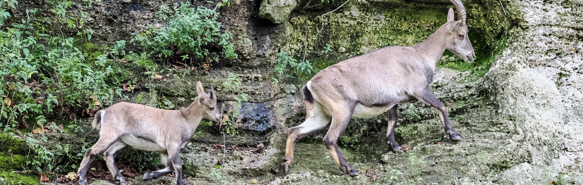 weibilcher Alpensteinbock geht mit Jungtier über Felswand | © Zoo Salzburg/Angelika Köppl