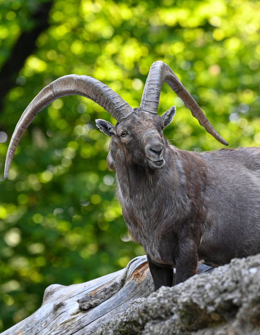 Alpensteinbock männlich | © Kerstin Joensson