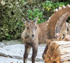 Alpensteinbock-Jungtier steht neben einem liegenden Jungbock | © Zoo Salzburg/Angelika Köppl