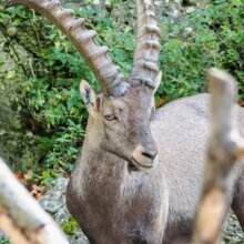 junger Alpensteinbock | © Zoo Salzburg/Angelika Köppl