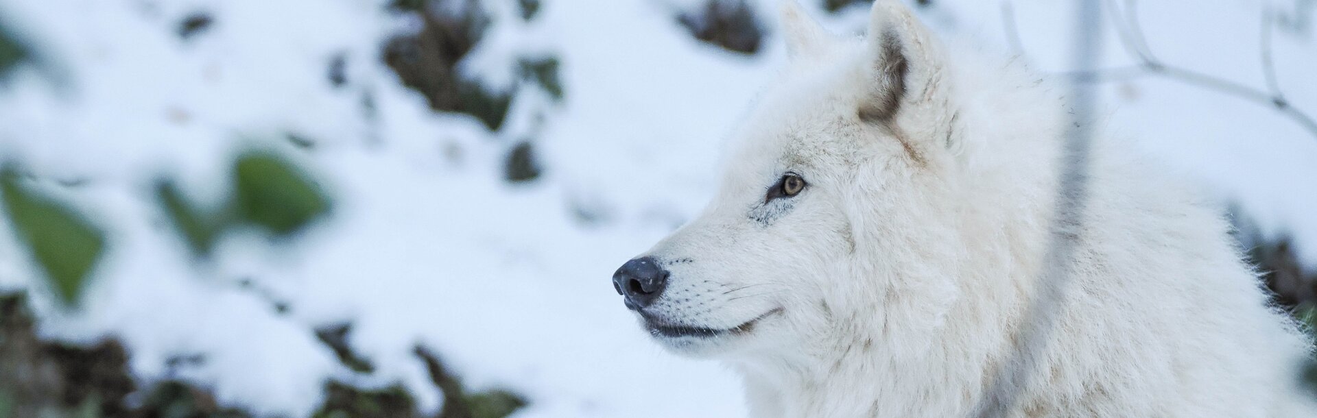 arktischer Wolf im Profil im Schnee | © Zoo Salzburg/Angelika Köppl