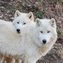 ein arktischer Wolf legt dem anderen den Kopf auf den Rücken | © Zoo Salzburg/Angelika Köppl