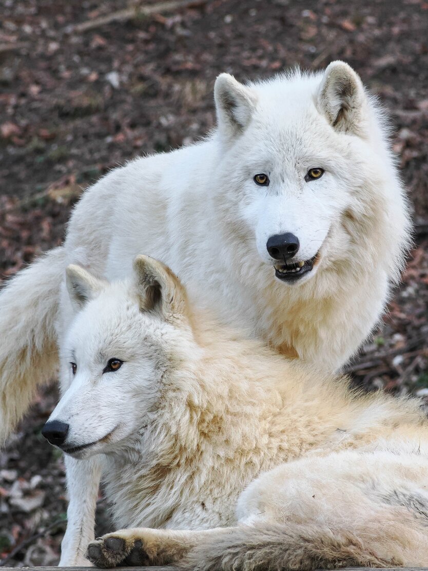 arktischer Wolf Paar | © Zoo Salzburg/Angelika Köppl