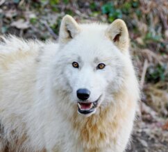 arktischer Wolf stehend mit halb geöffnetem Maul | © Zoo Salzburg/Angelika Köppl