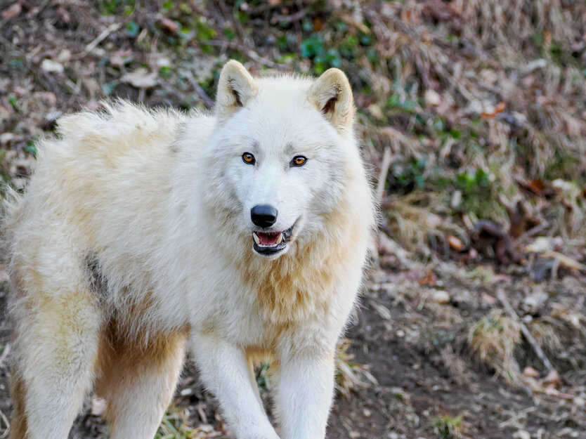 arktischer Wolf stehend mit halb geöffnetem Maul | © Zoo Salzburg/Angelika Köppl