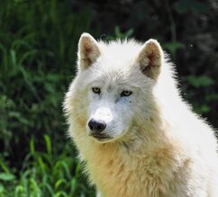 arktischer Wolf im Portrait | © Zoo Salzburg/Angelika Köppl