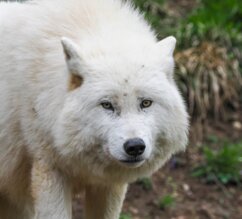 arktischer Wolf frontal | © Zoo Salzburg/Angelika Köppl