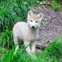 Wolfjungtier frontal | © Jasmin Kiener