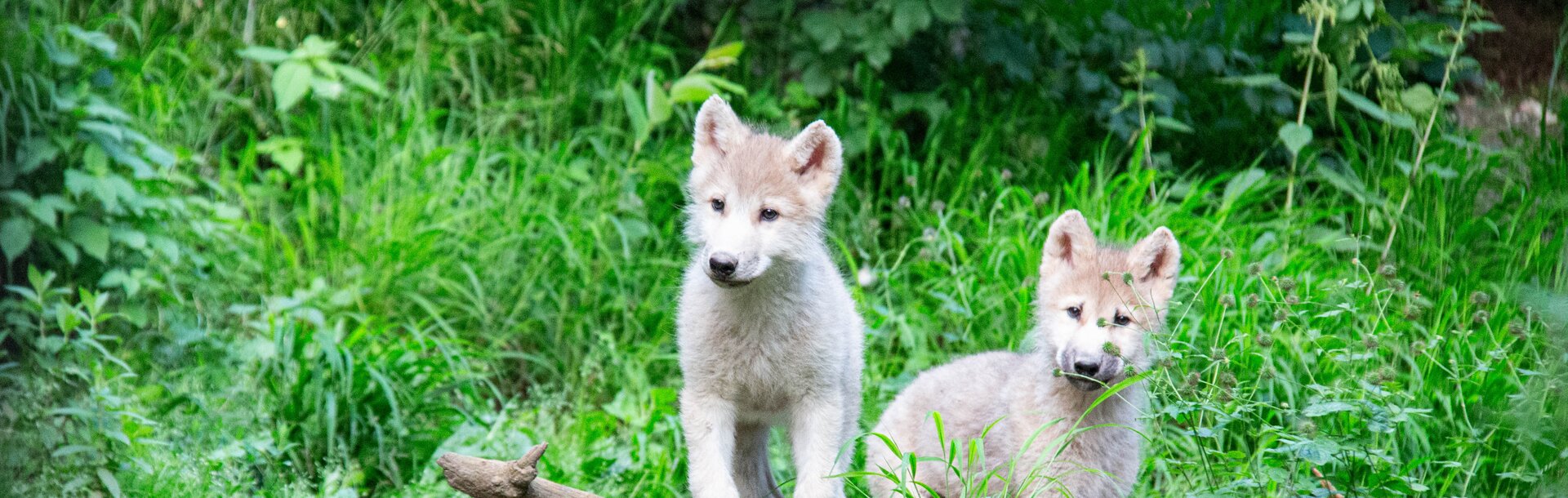 zwei junge Polarwölfe | © Jasmin Kiener