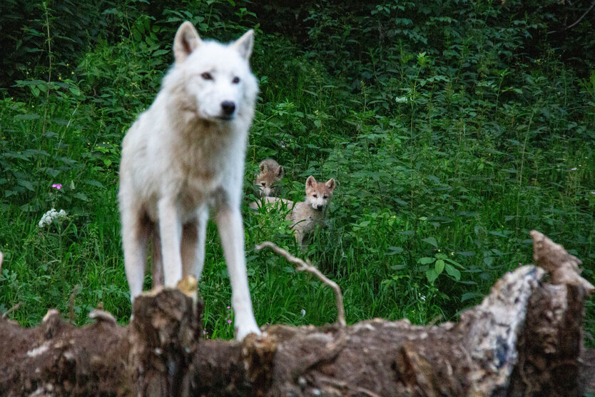 adulter Wolf im Vordergrund mit zwei Jungtieren im Hintergrund | © Jasmin Kiener