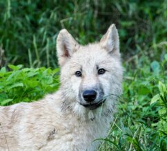 Jungtier eines arktischen Wolfs | © Zoo Salzburg/Angelika Köppl