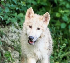 Jungtier eines arktischen Wolfs | © Zoo Salzburg/Angelika Köppl