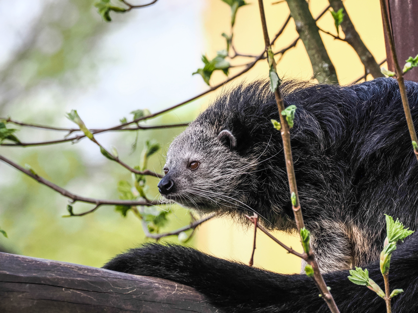 Binturong im Profil | © Zoo Salzburg/Angelika Köppl