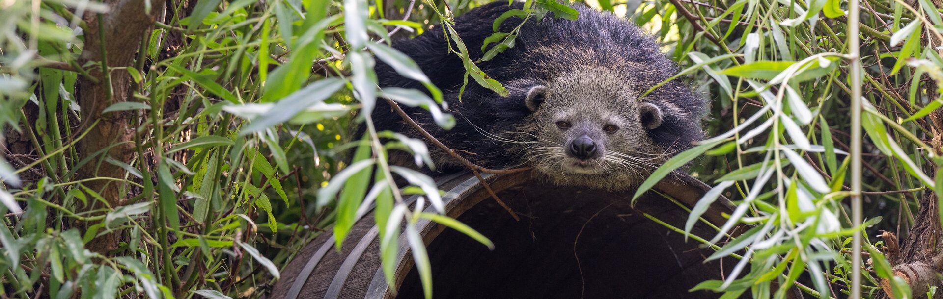 Binturong liegend auf Fass | © Kerstin Joensson