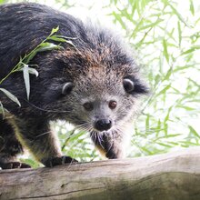 Binturong geht auf einem Ast entlang | © Zoo Salzburg/Angelika Köppl