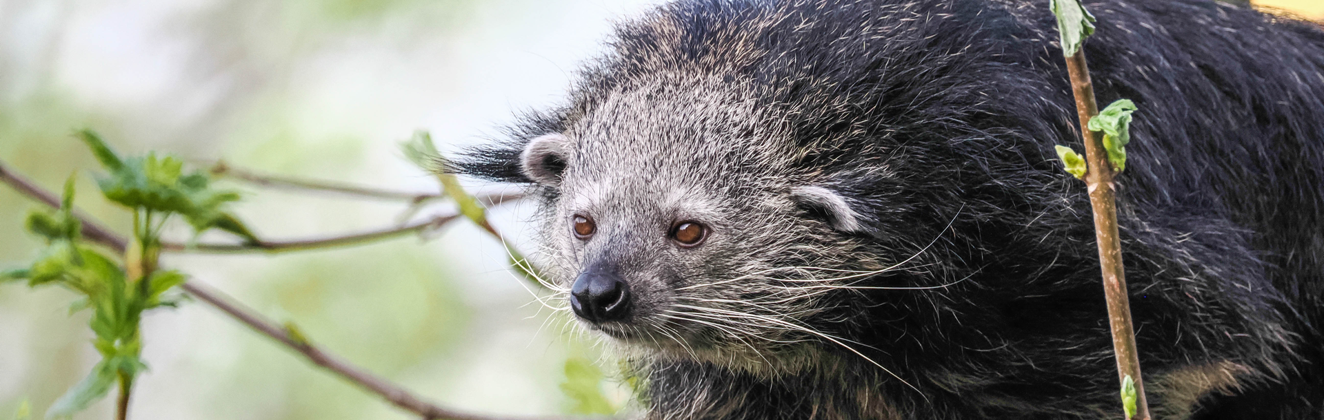 Binturong geht auf Ast entlang | © Zoo Salzburg/Angelika Köppl