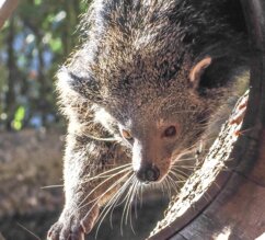 Binturong klettert in ein Fass | © Zoo Salzburg/Angelika Köppl