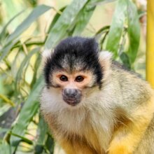 bolivianischer Totenkopfaffe sitzt inmitten von Bambus | © Zoo Salzburg/Angelika Köppl