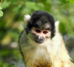 bolivianischer Totenkopfaffe steht im Geäst eines Baumes | © Zoo Salzburg/Angelika Köppl