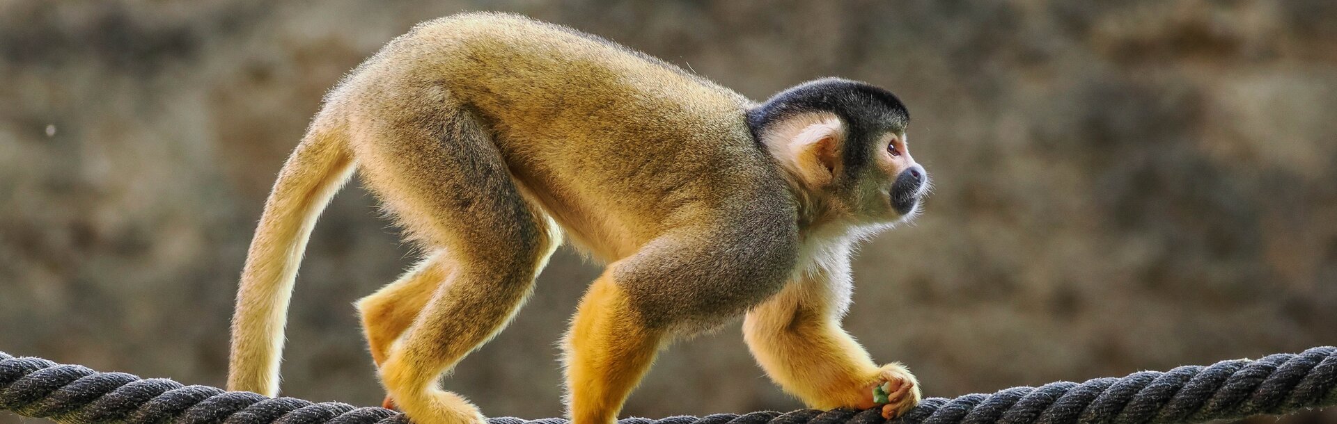 bolivianischer Totenkopfaffe geht über ein Seil | © Zoo Salzburg/Angelika Köppl