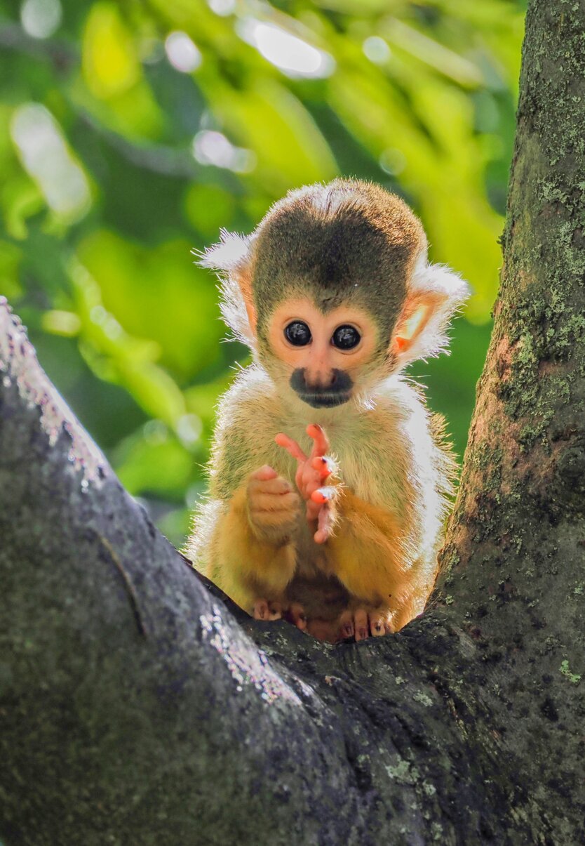 bolivianischer Totenkopfaffe Jungtier greift nach etwas | © Zoo Salzburg/Angelika Köppl