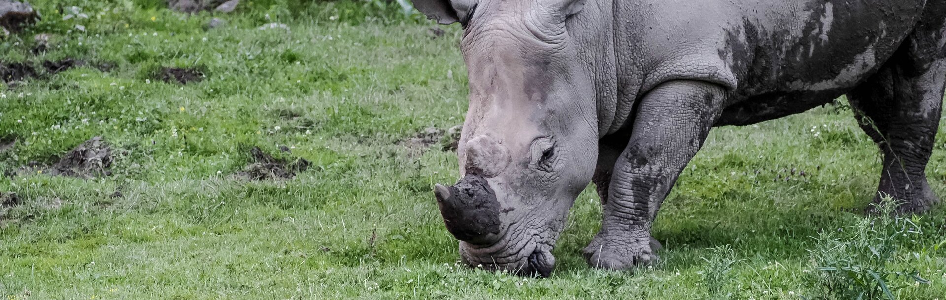 südliches Breitmaulnashorn frisst Gras auf einer Wiese | © Zoo Salzburg/Angelika Köppl