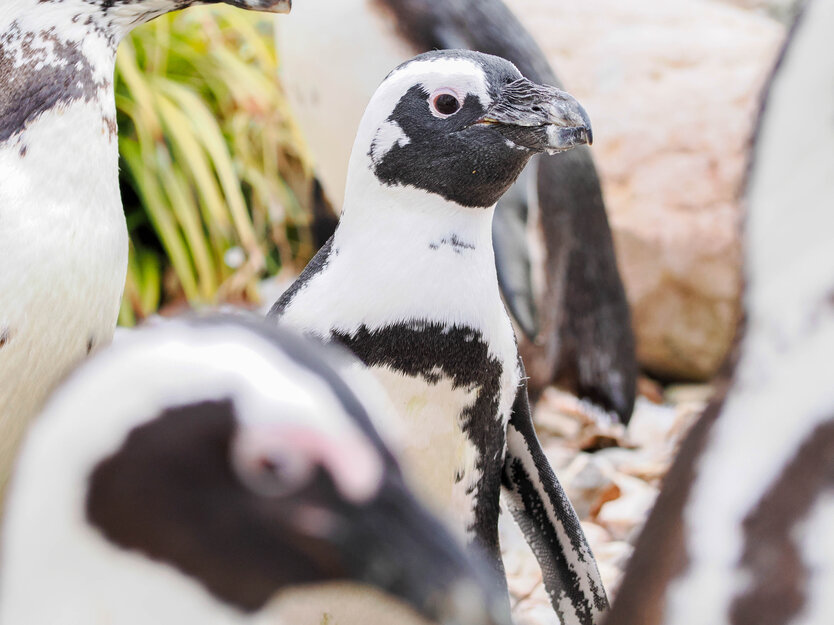 Brillenpiniguin im Portrait | © Zoo Salzburg/Angelika Köppl