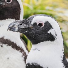 Brillenpiniguin steht inmitten seiner Gruppe | © Zoo Salzburg/Angelika Köppl