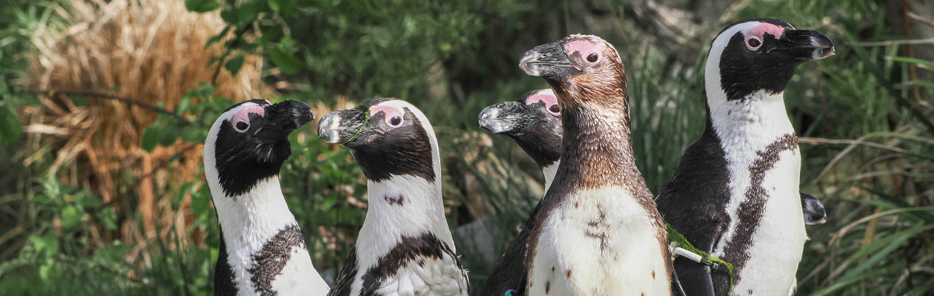 Brillenpiniguin Gruppe steht auf Felsen | © Zoo Salzburg/Angelika Köppl