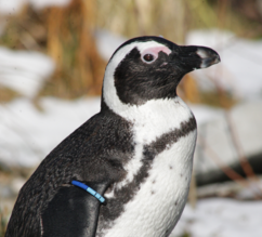 Brillenpinguin im Profil | © Zoo Salzburg