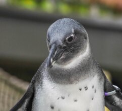 Brillenpinguin mit ausgebreiteten Flügeln | © Zoo Salzburg/Angelika Köppl