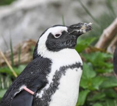 Brillenpinguin im Profil | © Zoo Salzburg/Angelika Köppl