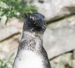 Brillenpinguin frontal | © Zoo Salzburg/Angelika Köppl