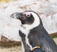 Brillenpinguin seitlich stehend | © Zoo Salzburg/Angelika Köppl