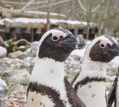 Brillenpinguin-Gruppe von vorne | © Zoo Salzburg/Angelika Köppl