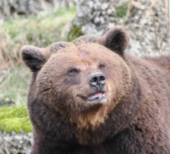 eurasischer Braunbär im Portrait | © Zoo Salzburg/Angelika Köppl