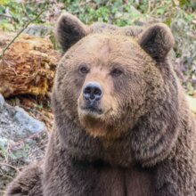 eurasischer Braunbär sitzend | © Zoo Salzburg/Angelika Köppl