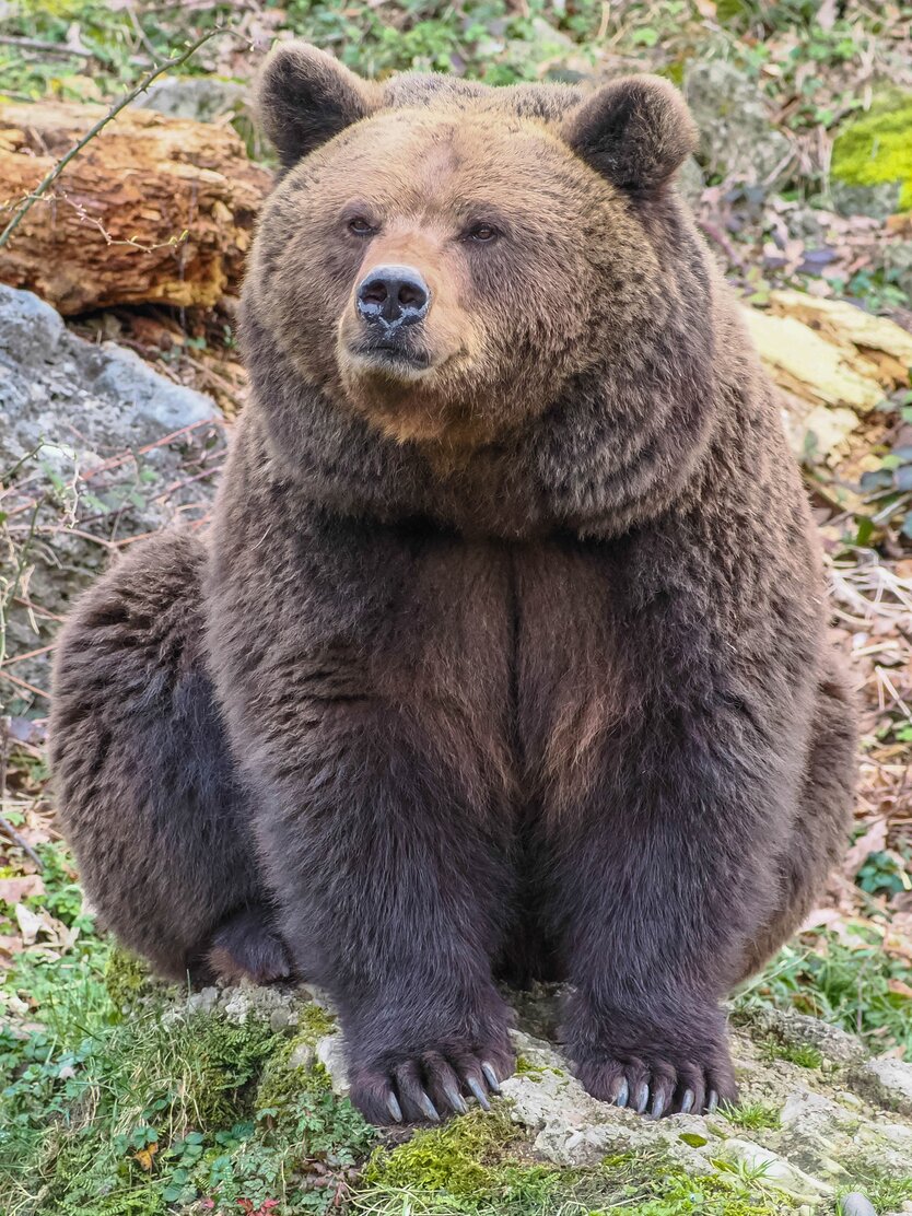 eurasischer Braunbär sitzend | © Zoo Salzburg/Angelika Köppl