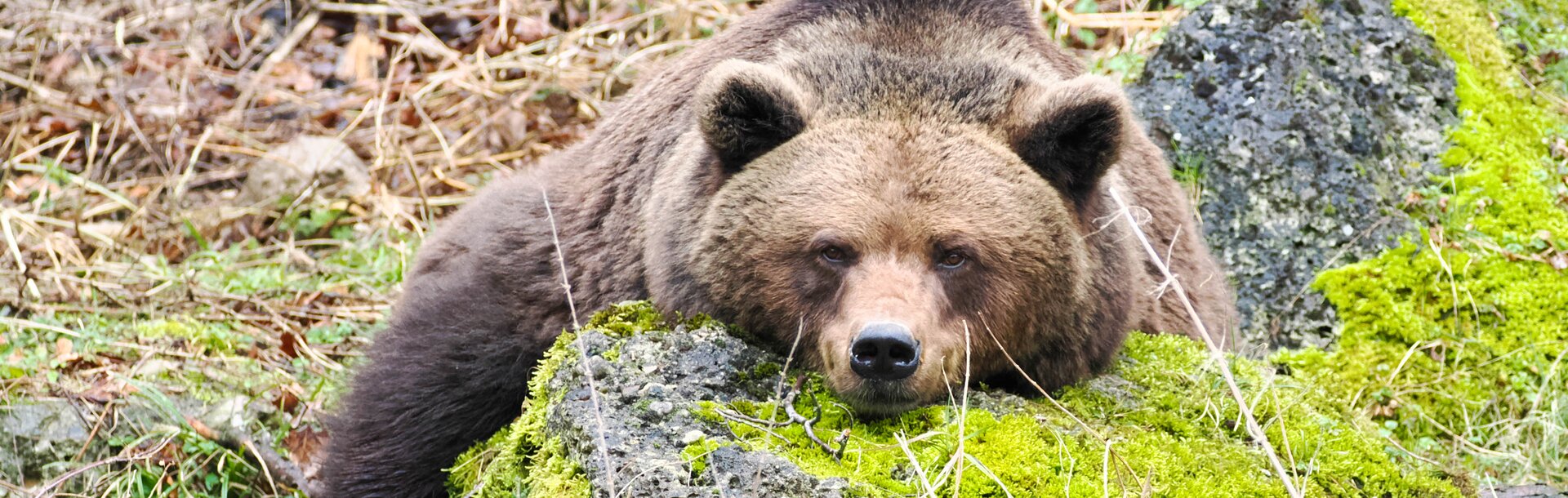 eurasischer Braunbär liegt gemütlich mit dem Kopf auf einem Stein | © Zoo Salzburg/Angelika Köppl